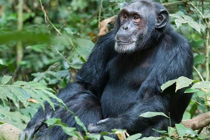 3 Days Lake Bunyonyi and Gorilla Trekking Tour in Uganda - Transportation and Pickup