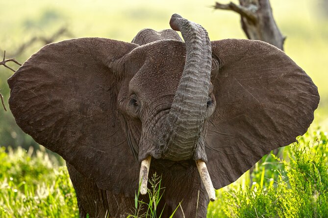 3 Days Luxury Lodge Safari in Tanzania - Pickup and Meeting Arrangements