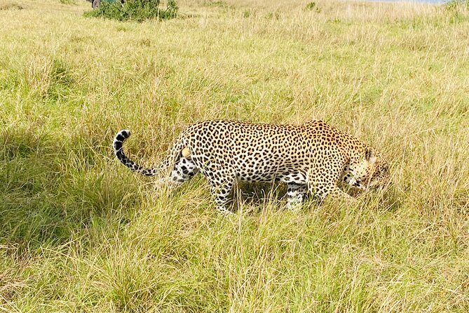 3 Days Masai Mara Jeep Safari - Pickup and Accessibility