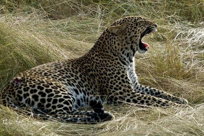 3days/2nights Group Joining Masai Mara - Reviews and Feedback