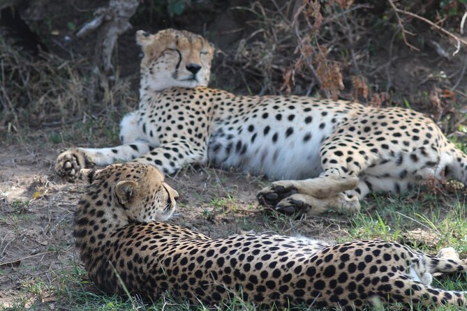 3days Masai Mara Private Safari With a 4x4 Land Cruiser Jeep - Wildlife Experiences