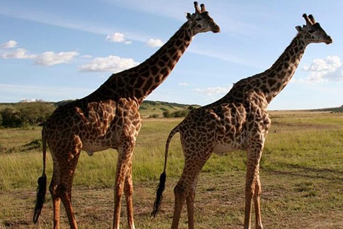 3DAYS Safari to Tarangire Ngorongoro and Manyara Lodge Safari - Accommodations and Meals