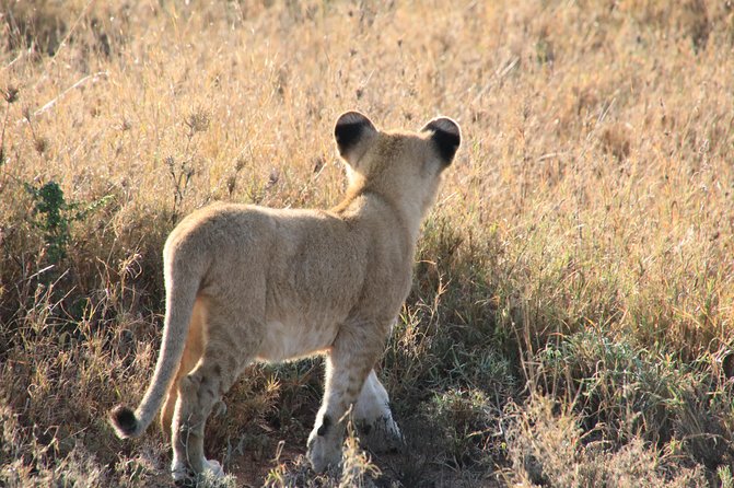 4 Day 3 Nights Tanzania Serengeti and Ngorongoro Safari - Traveler Information