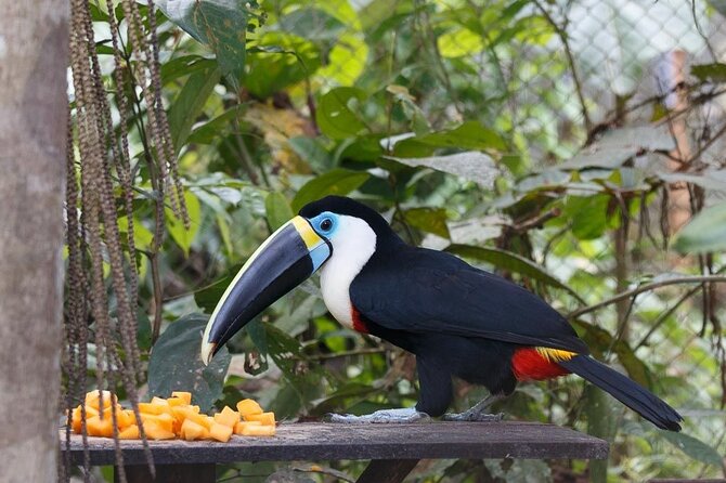 4-Day Amazon Jungle Tour From Iquitos - Cancellation Policy
