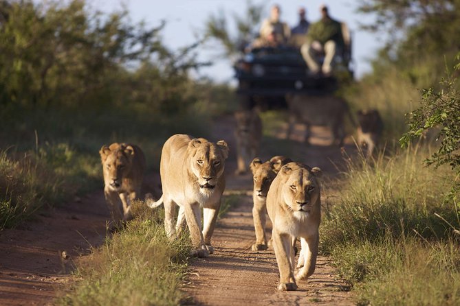 4 Day Greater Kruger Kapama Game Lodge Safari With Panorama Route Journey - Transportation and Meeting