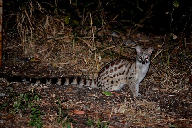 4-Day Kruger National Park Safari From Johannesburg - Transportation and Logistics