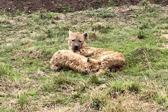 4-Day Masai Mara - Luxury Private Safari (Jeep) - Meeting and Pickup Details