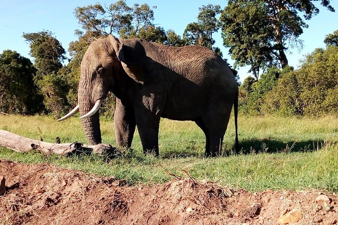 4-Day Safari: Lake Manyara, Serengeti & Ngorongoro - Guided Tour of Olduvai Gorge
