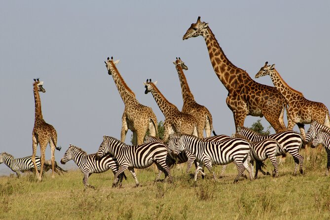 4 Day Safari- Tarangire,Ngorongoro and Serengeti - Accessibility and Requirements
