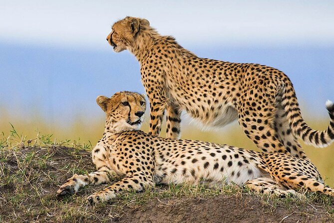 4-Day Small-Group Safari in Tarangire, Ngorongoro and Serengeti - Group Size Benefits