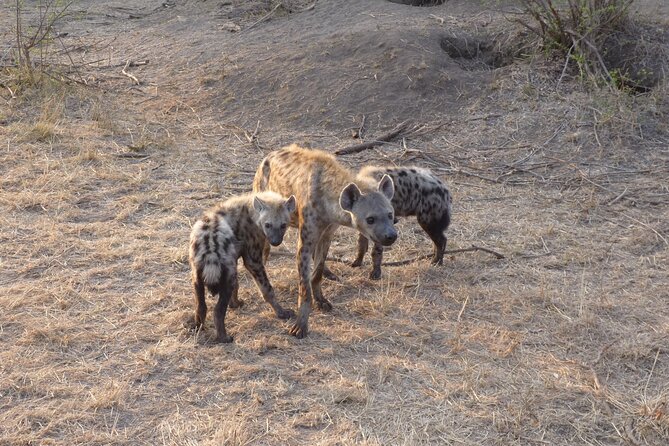 4-Day Unforgettable Kruger Park Safari & Panorama Route Tour - Frequently Asked Questions