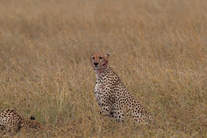4 Days 3 Nights Tanzanian Budget Safari Tour - Confirmation and Tour Details