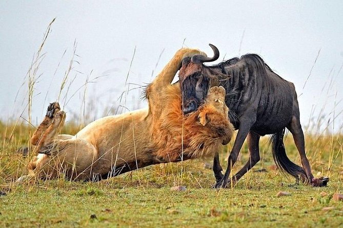 4-Days Best Wildlife Safari: Amboseli, Tsavo West & Tsavo East Private Safari - Transportation and Logistics