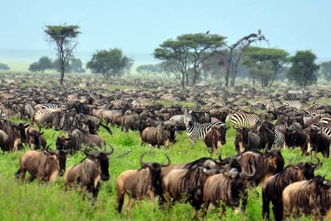 4: Days Big Five Safari - Booking Information