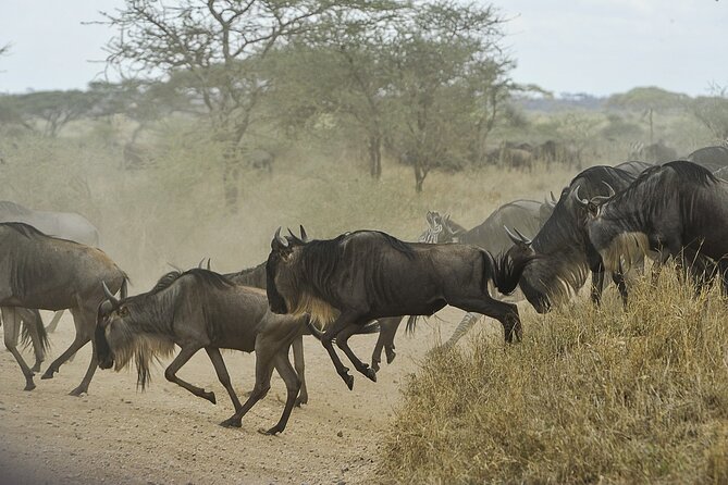 4 Days Camping Safaris - Visiting the Masai Village