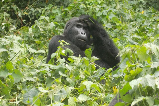 4 Days Gorilla and Chimps Trek Safari - Accommodation and Meals