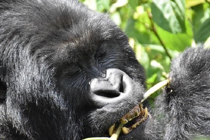 4 Days Gorilla Experience Uganda - Cultural Immersion in Entebbe