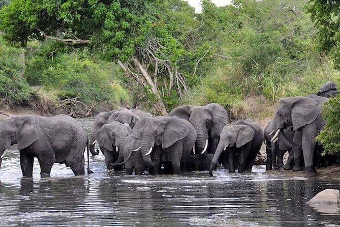 4 Days Joined Group Safari Serengeti,Ngorongoro and Tarangire National Parks - Meals and Dietary Options