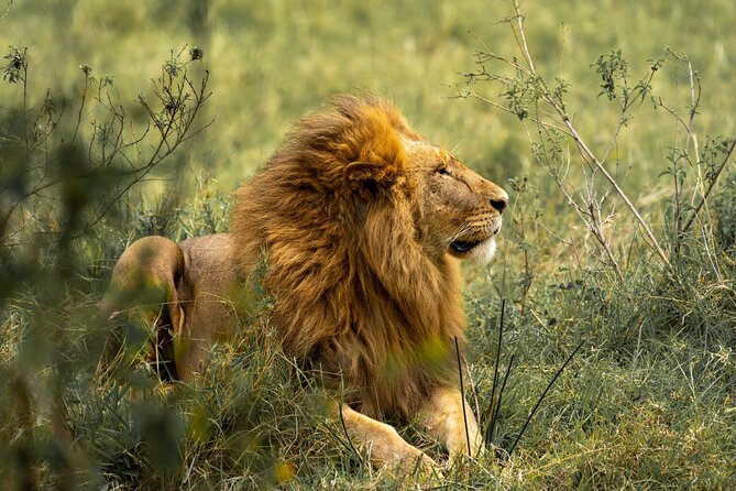 4 Days Lodges Serengeti, Ngorongoro Crater & Visiting Maasai - Meeting and Pickup Details