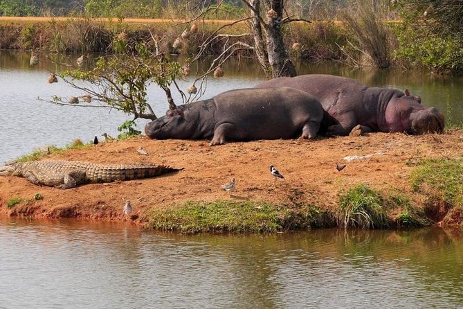 4 Days Luxury Lodge Safari Tour Tanzania - Tour Highlights