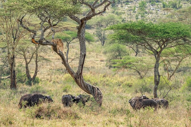4 Days Masai Mara and Lake Nakuru Mid-Luxury Safari - Booking and Cancellation