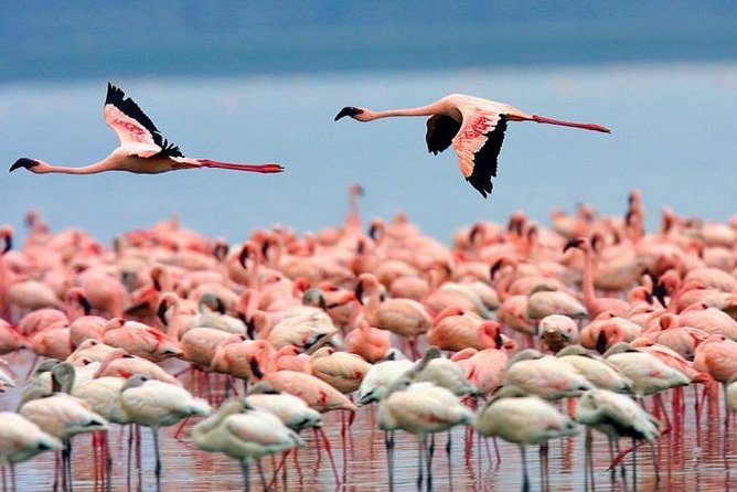 4 Days Masai Mara & Lake Nakuru Lodge Safari - Convenient Logistics