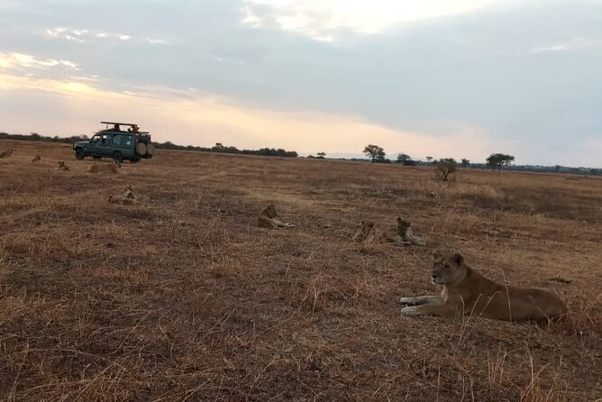 4 Days-SERENGETI SAFARI EXPERENCE START FROM ARUSHA - Pricing Information