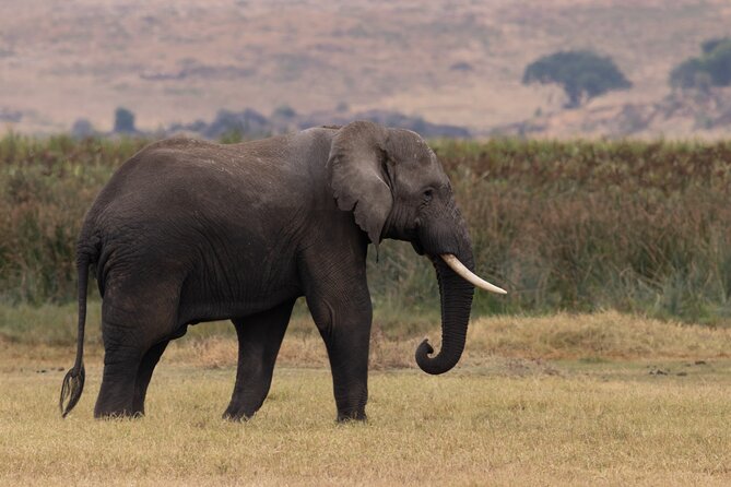 4 Days Tanzania Budget Safari - Pricing and Reviews