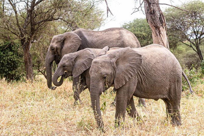 4 Days Tanzania Safari - Itinerary Day 2
