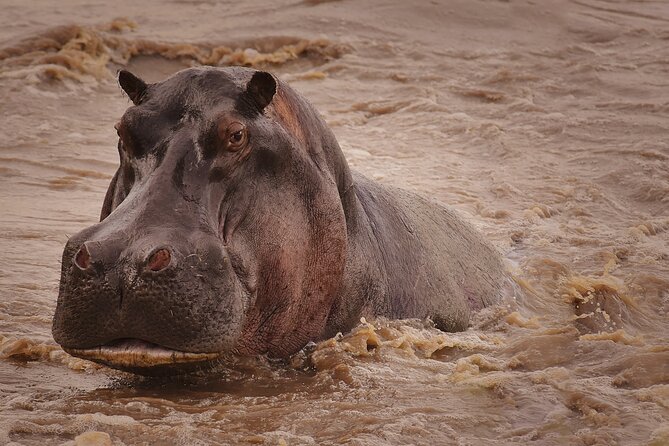 4 Days Tanzania Safari - Accessibility Features