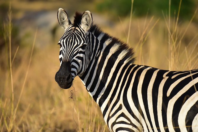 4 Days Tanzania Safari- Lake Manyara NP, Serengeti Np and Ngorongoro Crater - Wildlife Observation Experiences