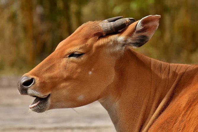 4 Days Tarangire,Serengeti & Ngorongoro Mid Range Camping Safari Tour Tanzania - Meals and Dining Experience