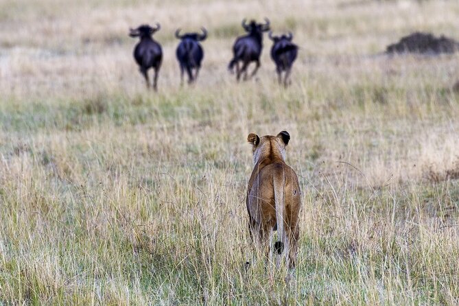 4 Days Wildebeest Lake Nakuru Masai Mara Safari - Health and Accessibility