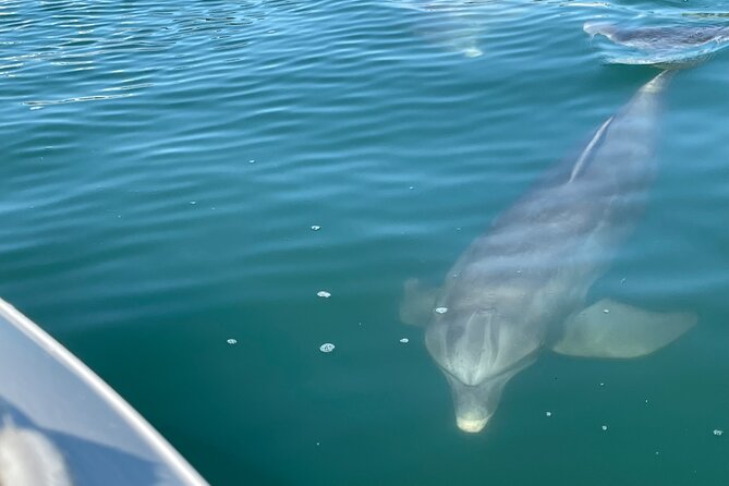 4 Hour Private Boat Tour in Sarasota Bay - Sarasota Bay Highlights
