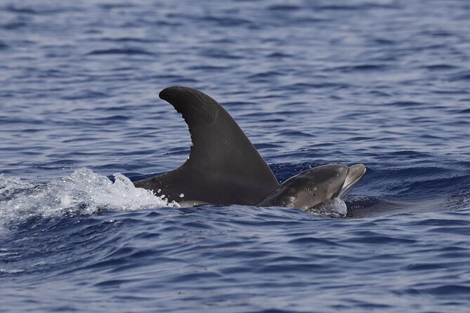 4 Hours Dolphin Watching Tour in Porto Empedocle - Guest Experiences