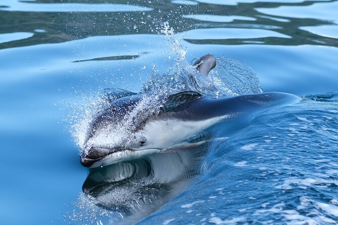 4 Hr Into the Wild Whales & Wildlife Adventure - Additional Details
