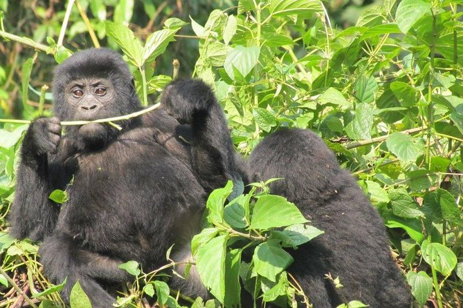 5 Day Gorillas, Wildlife and Kalinzu Forest Chimp Trek - Attractions Along the Route