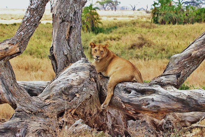 5 Day Mid Range Tanzania Safari - Cultural Immersion