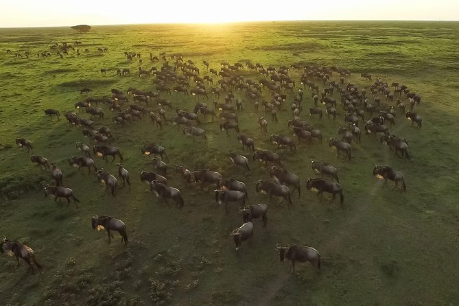 5 Day Serena Luxury Tanzania Safari - Dining Experience