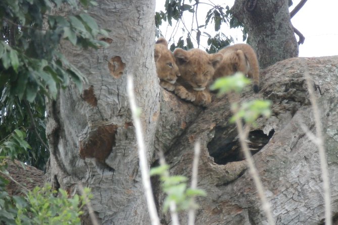 5 Days Gorillas and Chimpanzee Tracking - What to Bring