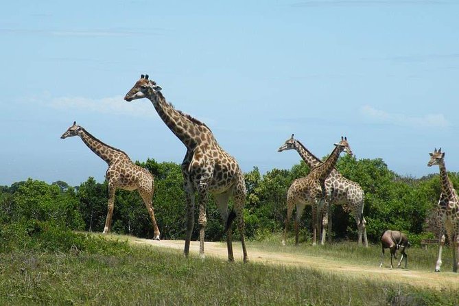 5 Days Luxury Lodge Safari Tour Tanzania - Health and Accessibility Considerations