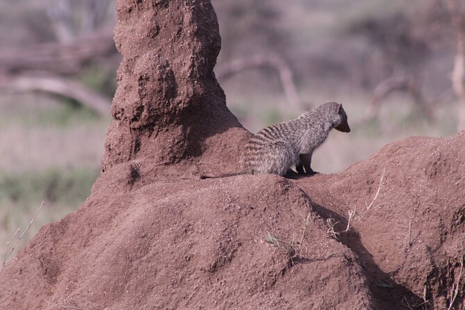 5-Days Private Tanzania Safari Tour - Booking Information