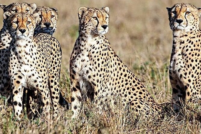 5 Days Safari to Amboseli N/P, Lake Naivasha, Maasai Mara N/R. - Accommodations and Dining Experience