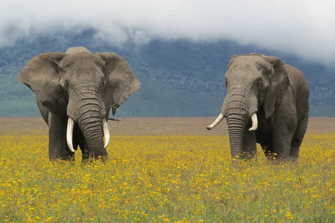 5 Days Tanzania Private Group Safari - Accessibility Features