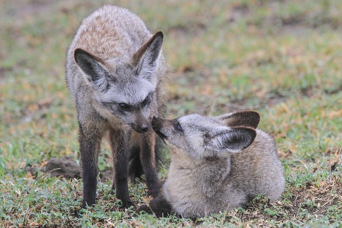 5 Days Tanzania Safari- Tarangire Np, Serengeti Np and Ngorongoro Crater - Booking and Pricing