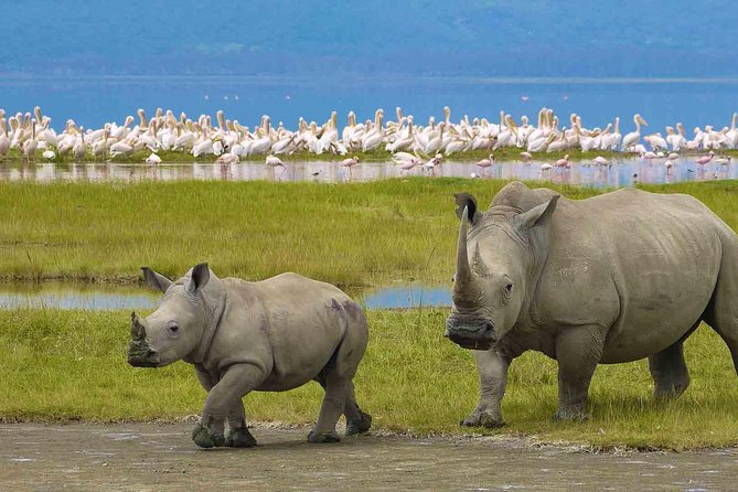 5 Days Tarangire,Serengeti,Ngorongoro&Manyara Camping Safari Tour Tanzania - Inclusions and Amenities