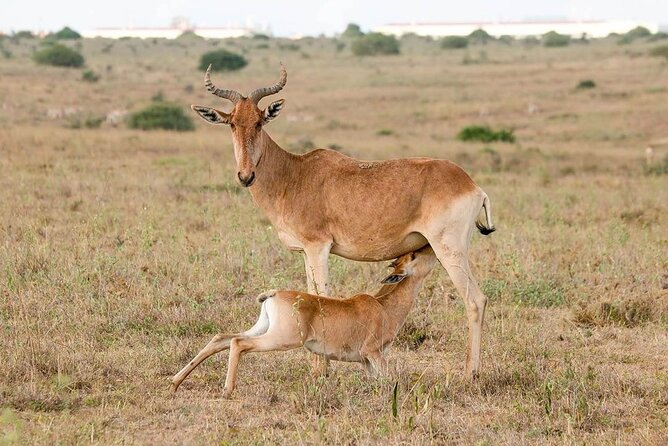 5 Hour Private Tour Nairobi National Park Or Evening Game Drive - Duration and Cancellation