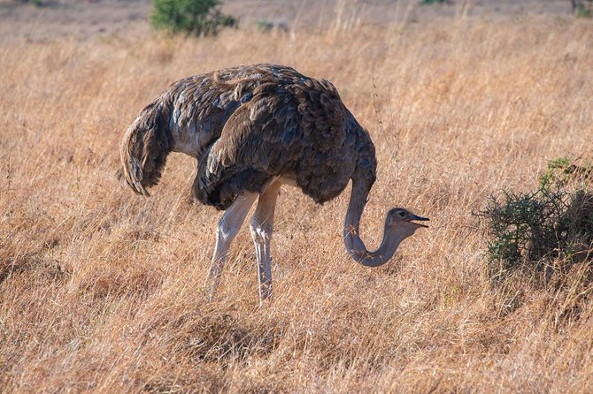 5 Hours Nairobi National Park Private Tour - Seeing the Big Five