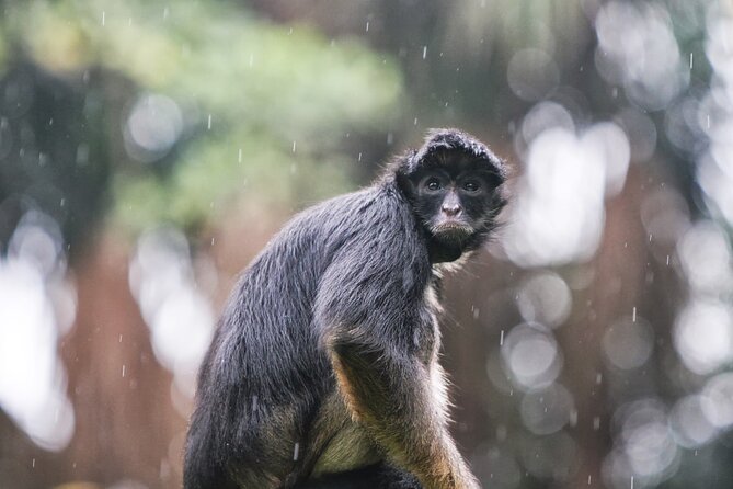 6-Day All Inclusive Guided Jungle Tour From Iquitos at Maniti Eco-Lodge - Professional Bilingual Guide Services