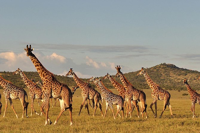 6 Day: Magnificent Wildlife Adventure - Transportation and Comfort
